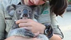 Коала обича да се гушка - Videoclip.bg