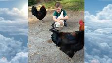 Обичлива кокошка - Videoclip.bg