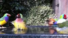 Пъстри птиченца пият водичка - Videoclip.bg