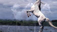 VICENTE FERNANDEZ - EL CORRIDO DE EL CABALLO BLANCO - Videoclip.bg