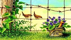 ◠‿◠Birds  ...  (painting) ... ...◠‿◠ - Videoclip.bg