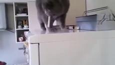 Коте краде цигари - Videoclip.bg