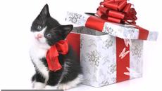 Коледните Котета #Christmas Cats - Videoclip.bg