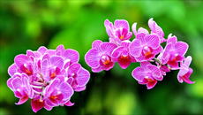 ✿♥ Розови орхидеи . ♬ .  (Eugen Doga music) ♥✿ - Videoclip.bg