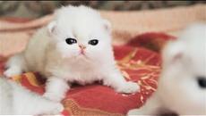 Cute Baby Cat UHD 4K Little Kittens かわいい子猫 #140 Самые милые котята и котятки 2018 süße Kätzchen - Videoclip.bg
