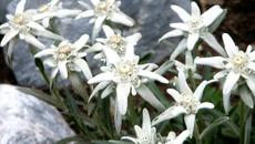 Красивото растение еделвайс (Edelweiss plant) празнуваме с Google 2018 - Videoclip.bg