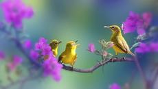♪°♪° А птиците пееха,пееха! ... (Alain Morisod * Sweet People) ♪°♪° - Videoclip.bg