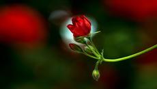 Pelargonium,  Geranium ... (music accordion) - Videoclip.bg