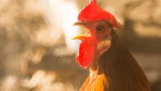 Световно Първенство по Футбол 2018 World Cup final France vs. Croatia ! Залаган на петела French COCK - Videoclip.bg