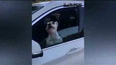 Singing Crying Dog (Remix) w/ Walter - Videoclip.bg
