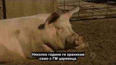 Патент върху прасе (2006) - ИСТИНАТА ЗА УМИШЛЕНАТА ЧУМА ПО ПРАСЕТАТА! - Videoclip.bg