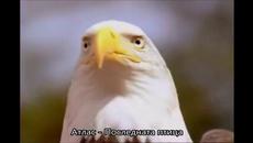 Атлас Последната птица - Videoclip.bg