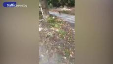 Свободно прасе се разхожда из Пловдив - Videoclip.bg