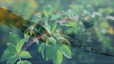 Brezno - Solze - Videoclip.bg