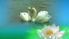 Туниянц Эдгар  -  О ней поют поэты - Videoclip.bg