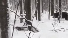 Ловец на лов за глигани в гората - забавно клипче - Videoclip.bg