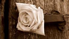 Единствена моя - Divlje jagode - Videoclip.bg