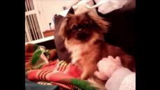 Обичта на пекинеза - Videoclip.bg