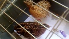 Най-миличките пъдпъдъченца - Videoclip.bg