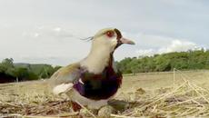 Майката е готова на всичко, за да защити децата си. ❤ ❤ ❤ - Videoclip.bg