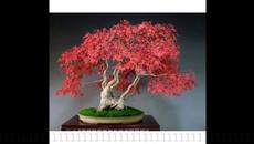 Yiruma - Inside of me - Videoclip.bg