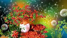 ✿*ﾟЦветна хармония  ･✿ - Videoclip.bg