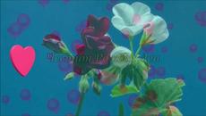 ЧРД Рени - Videoclip.bg