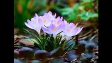 Шопен - Videoclip.bg