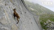 The incredible ibex defies gravity and climbs a dam | Forces of Nature with Brian Cox - BBC - Videoclip.bg