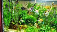 Моите аквариуми - две години част от спомени - Videoclip.bg