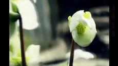 Дидюля - Цветни сънища - Videoclip.bg