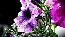 D Man Ain't Enough Whiskey - Videoclip.bg