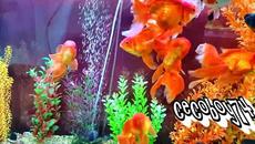 Моите аквариуми - 11.11.2019 - Videoclip.bg