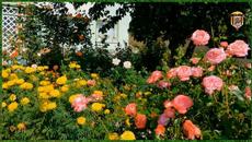 RETURN OF FIELD CRICKETS Bulgaria HD ЗАВРЪЩАНЕ НА ПОЛСКИТЕ ЩУРЧЕТА България HD - Videoclip.bg