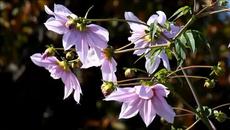 Band ODESSA _ ДЕВОЧКА ЛЕТО HIT _ Street MUSICIANS - Videoclip.bg