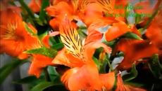 А НАМ СЕГОДНЯ ПЯТЬДЕСЯТ - Videoclip.bg