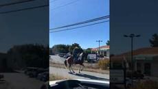 Вижте как танцува кон!!! - Videoclip.bg