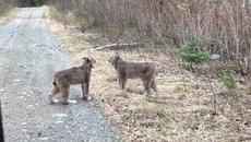 Два риса си говорят оживено ! Няма да повярвате вижте (видео) - Videoclip.bg