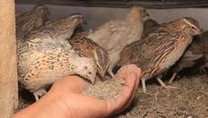 Вижте Ферма за отглеждане на пъдпъдъци (видео) - Videoclip.bg