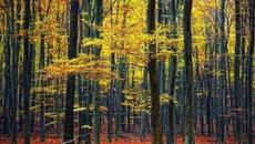 Музыка Сергея Чекалина  -  Дороги осени - Videoclip.bg