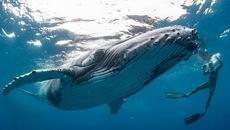 Кит прегърна изследователка за да я спаси! тази истинска история ще ви изуми - Videoclip.bg