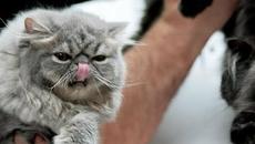 Породисти писани от България и света пленяват с грация и чар столичани - Videoclip.bg