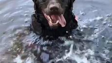 Кротко куче се учи да плува много усърдно! Вижте видео! - Videoclip.bg