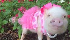 Семейство на разходка у дома! Вижте домашните ни любимци днес 2020 - Videoclip.bg