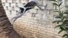 Куче виси и се мисли за мост на оградата (ВИДЕО) - Videoclip.bg