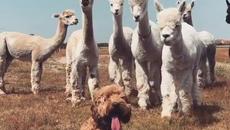 Приятелство! Познайте кои са тези животни :) - Videoclip.bg