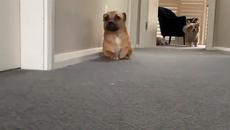 Куче се учи да лази! Ще става разузнавач (видео) - Videoclip.bg