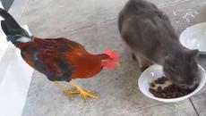 Червено петленце акатува тлъстата котка ...иска само тя от купичката (видео) - Videoclip.bg