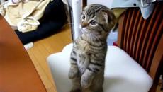 Мило котенце-сладур чака вечерята си на два крака! (ВИДЕО) - Videoclip.bg