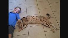 Ашара е най-скъпата котка в света - Хибрид с леопард - Videoclip.bg